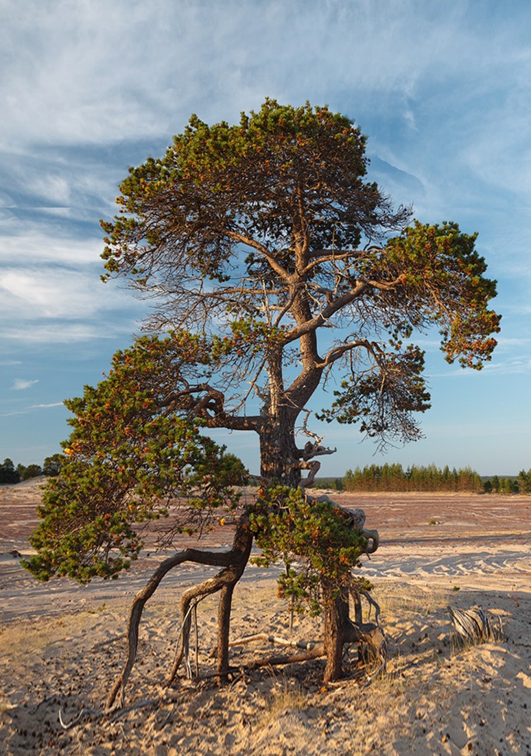 Дерево 040