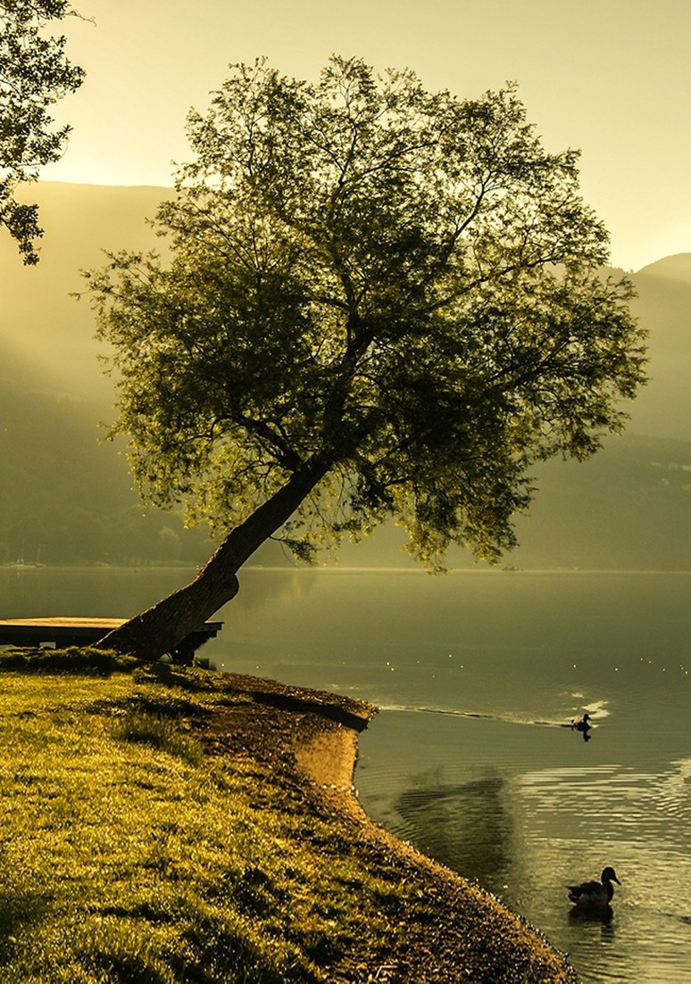 Дерево 042