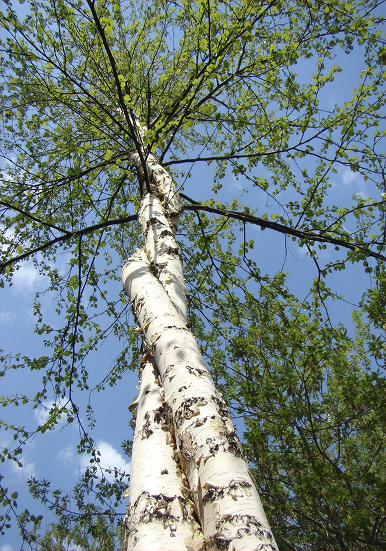 Дерево 075
