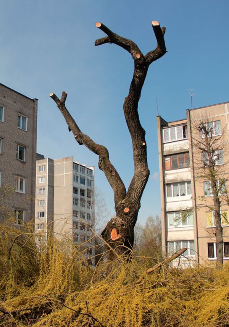 Дерево 096