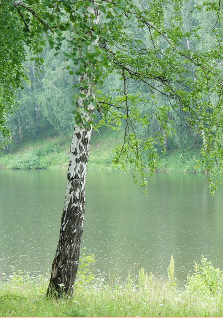 Дерево 104